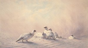 Lagopède, hiver, 1873 - Joseph Wolf