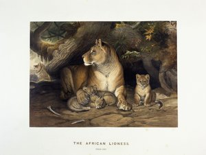 La lionne africaine, vers 1880-1883
