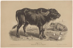 Buffle (Dierenstudies in twee soorten krijt, Étude aux deux crayons par Z. Gengembre) - Joseph Zephyris Gengembre