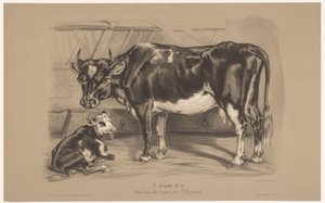 Koe met kalf in een stal - Joseph Zephyris Gengembre