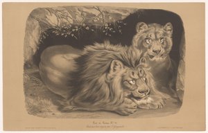 Lion et lionne