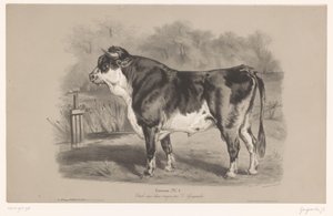 Taureau dans un pré (Dierenstudies in twee soorten krijt) - Joseph Zephyris Gengembre