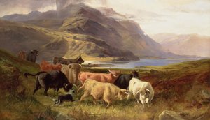 Bétail des Highlands avec un colley