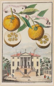 Aranzo hermaphrodito coronato - Joseph de Montalegre
