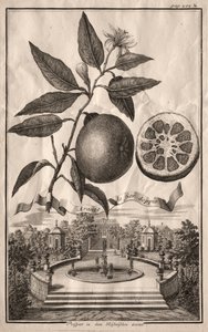 Nurnbergische Hesperides : Aranzo de fior doppio, 1714 - Joseph de Montalegre