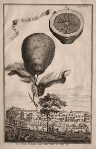 Nurnbergische Hesperides : La Luchetta Imoperiale, 1714 - Joseph de Montalegre