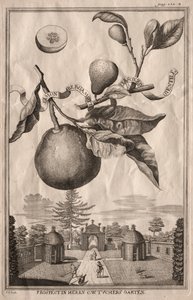 Nurnbergische Hesperides: Limon bergamotto personzin gientile, 1714 - Joseph de Montalegre