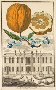 Nurnbergische Hesperides : No185 - Aranzo Striato dolce. Palazzo del N. H. Fonte à Noventa, c1708 - Joseph de Montalegre