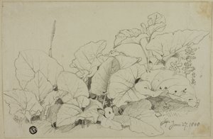Touffe de feuilles et de fleurs