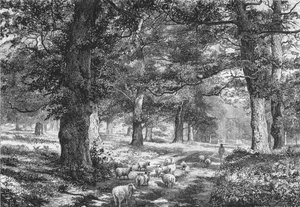Dans la forêt de Sherwood, vers 1875