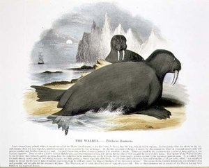 Le Morse (Trichecus rosmarus) illustration éducative publiée par la Society for Promoting Christian Knowledge - Josiah Wood Whymper