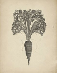 Dessin botanique d
