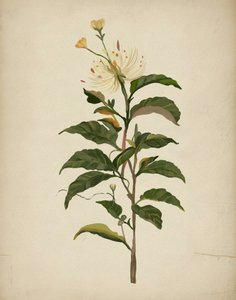 Une élégante composition florale - Josie George
