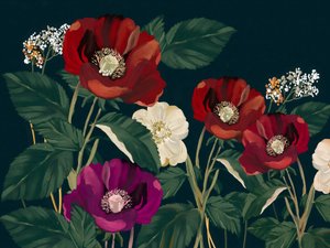 Élégants coquelicots noirs - Josie George