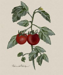 Tomates mûres sur pied - Josie George