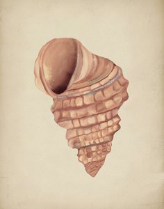 Étude sur les coquillages en spirale - Josie George