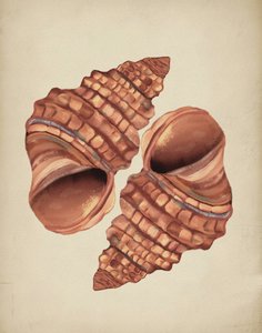 Deux coquilles de conque