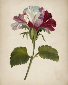 Une floraison éclatante de géraniums - Josie George
