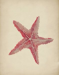 Étoile de mer rose vintage - Josie George