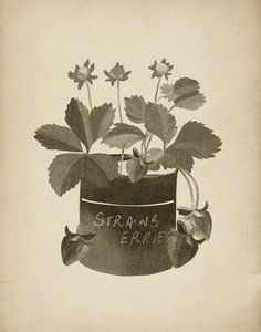 Illustration vintage de fraises - Josie George
