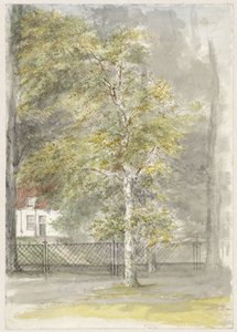 Arbre devant la grille d
