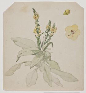 Molène en fleur (verbaserum) - Jørgen Roed