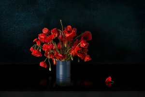 Des coquelicots rouges spectaculaires - Juan Antonio Palacios