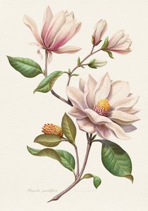 Fleurs de magnolia aux teintes rosées