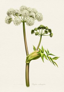 Illustration botanique d