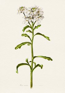 Candytuft blanc - Description botanique - Juan Hernaz