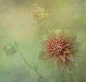  - Judy Tseng