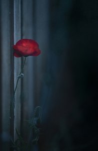  - Judy Tseng