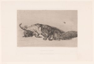 Écureuil mort et mouche (L