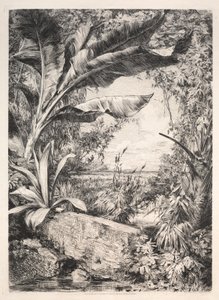 Plantes de la serre, 1872 - Jules Ferdinand Jacquemart