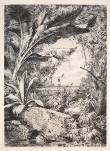 Plantes de la Serre - Jules Jacquemart