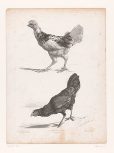 Étude de deux poules - Jules Joseph Augustin Laurens