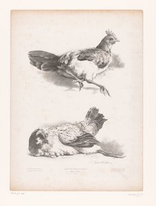 Étude de deux poules couchées