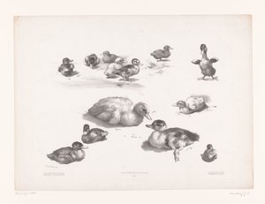 Études de canards et canetons - Jules Joseph Augustin Laurens
