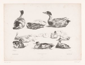 Études de groupes de canards couchés - Jules Joseph Augustin Laurens