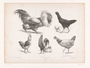 Études de différentes sortes de poules