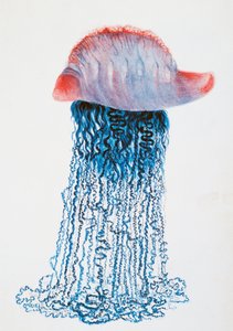 Méduse (Physalis pelagic), Brésil, dessin de Jules Louis Lejeun, du Voyage autour du monde de Duperrey, par Louis Isidore Duperrey, France