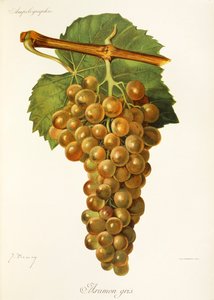 Raisin Aramon Gris