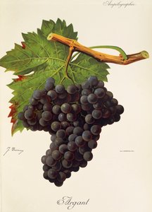 Argant