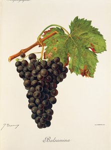 Balsamina - Jules Troncy