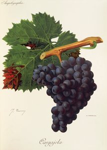 Cargajola - Jules Troncy