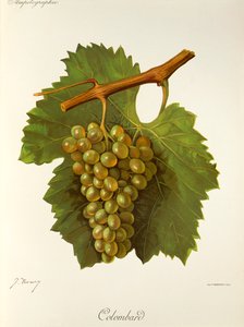 Colombard - Jules Troncy