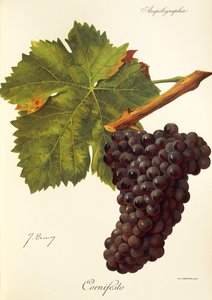 Cornifesto - Jules Troncy