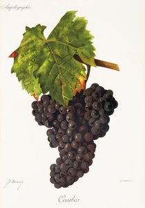 Raisin Courbes par J. Troncy - Jules Troncy