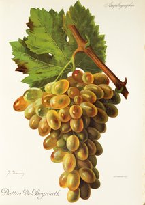 Raisin Dattier de Beyrouth - Jules Troncy