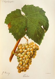 Raisin Erdei - Jules Troncy